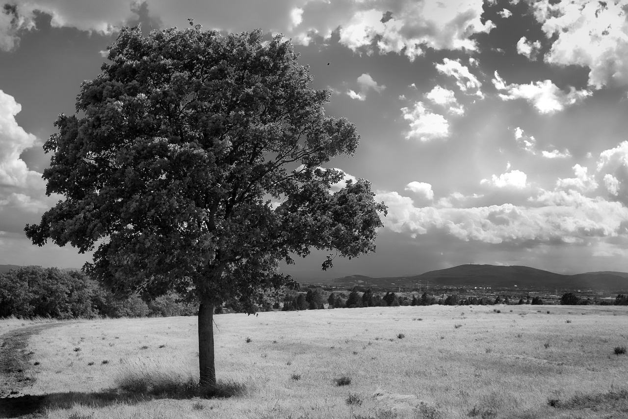 landscape black white minimal free photo