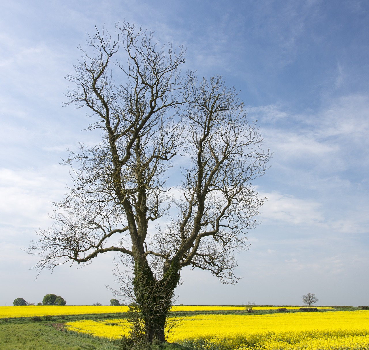 landscape tree rapeseed free photo