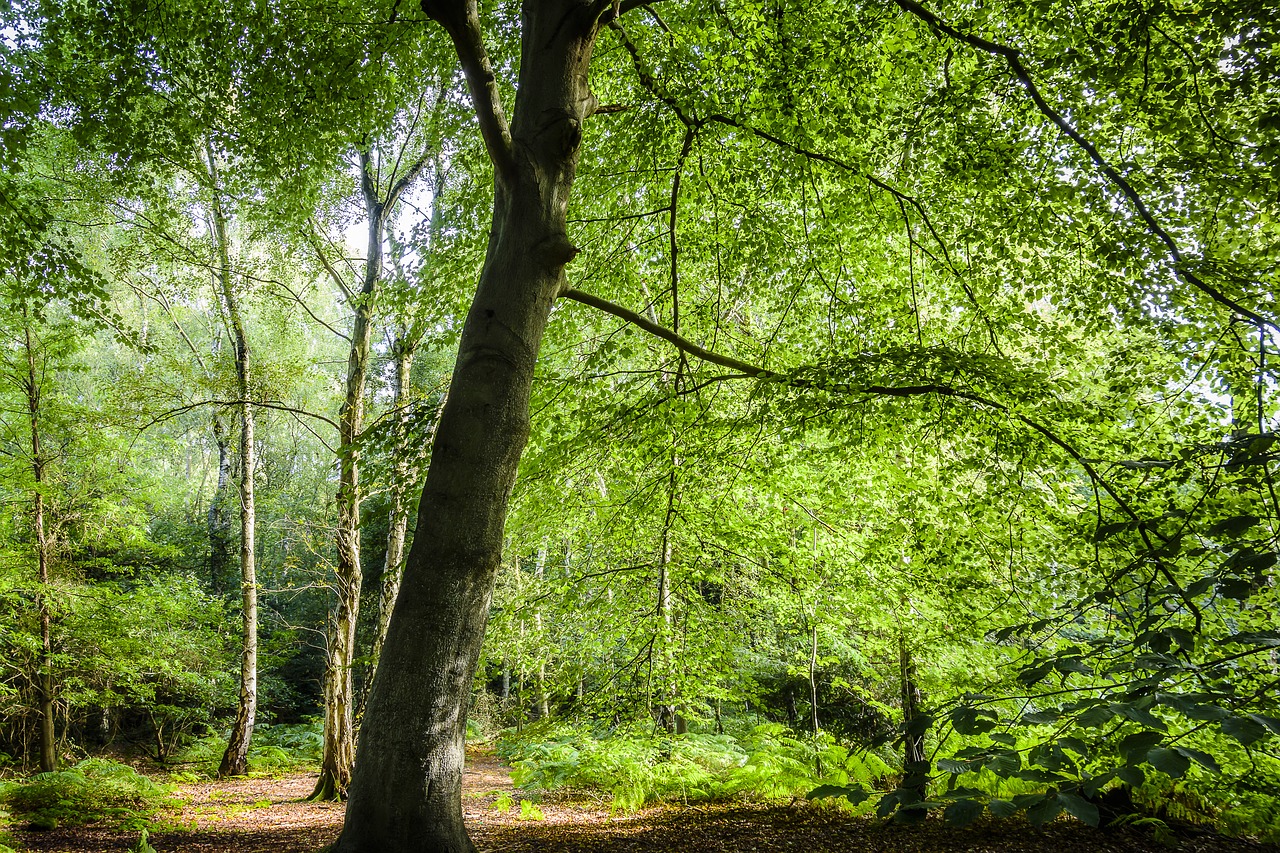 landscape forest forest landscape free photo