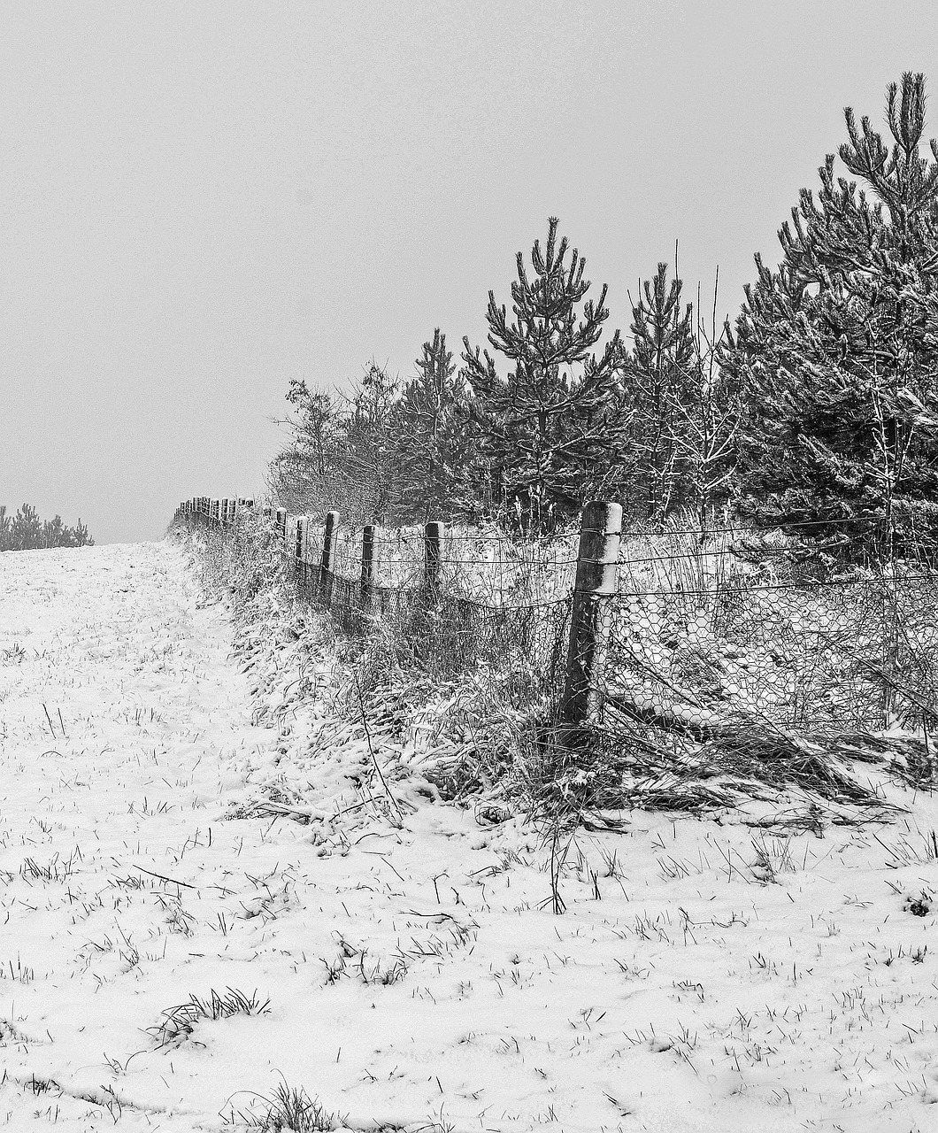 landscape snow trees free photo