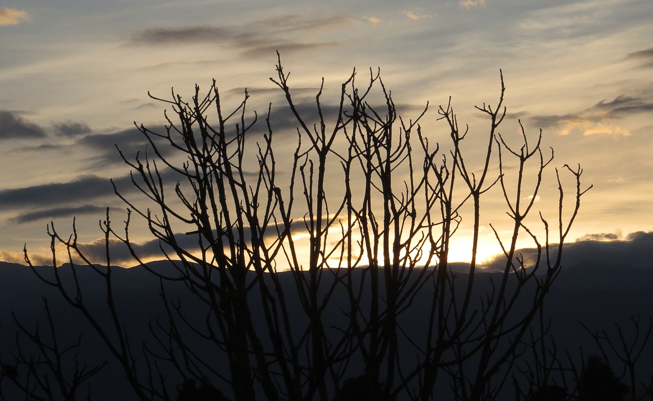 landscape sunset trees free photo