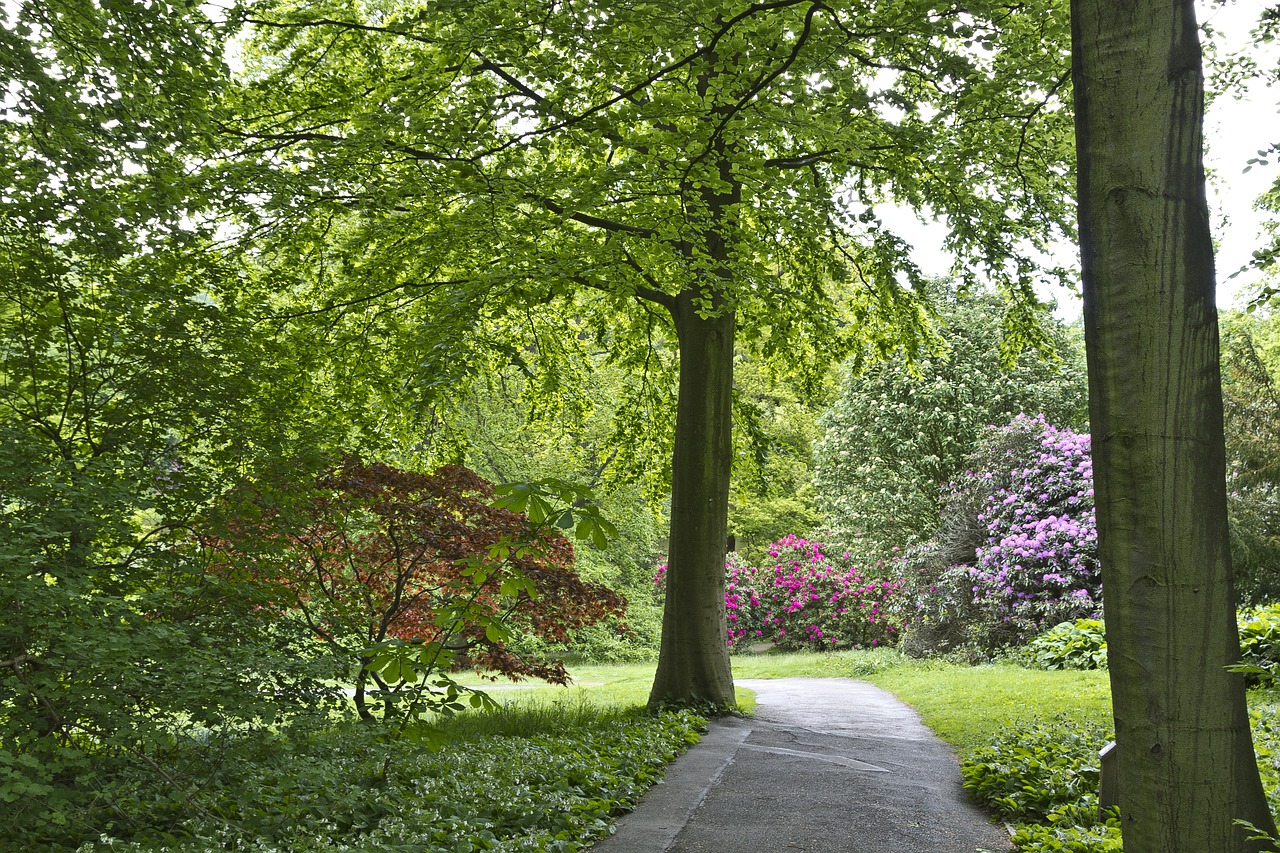 landscape trees wood free photo