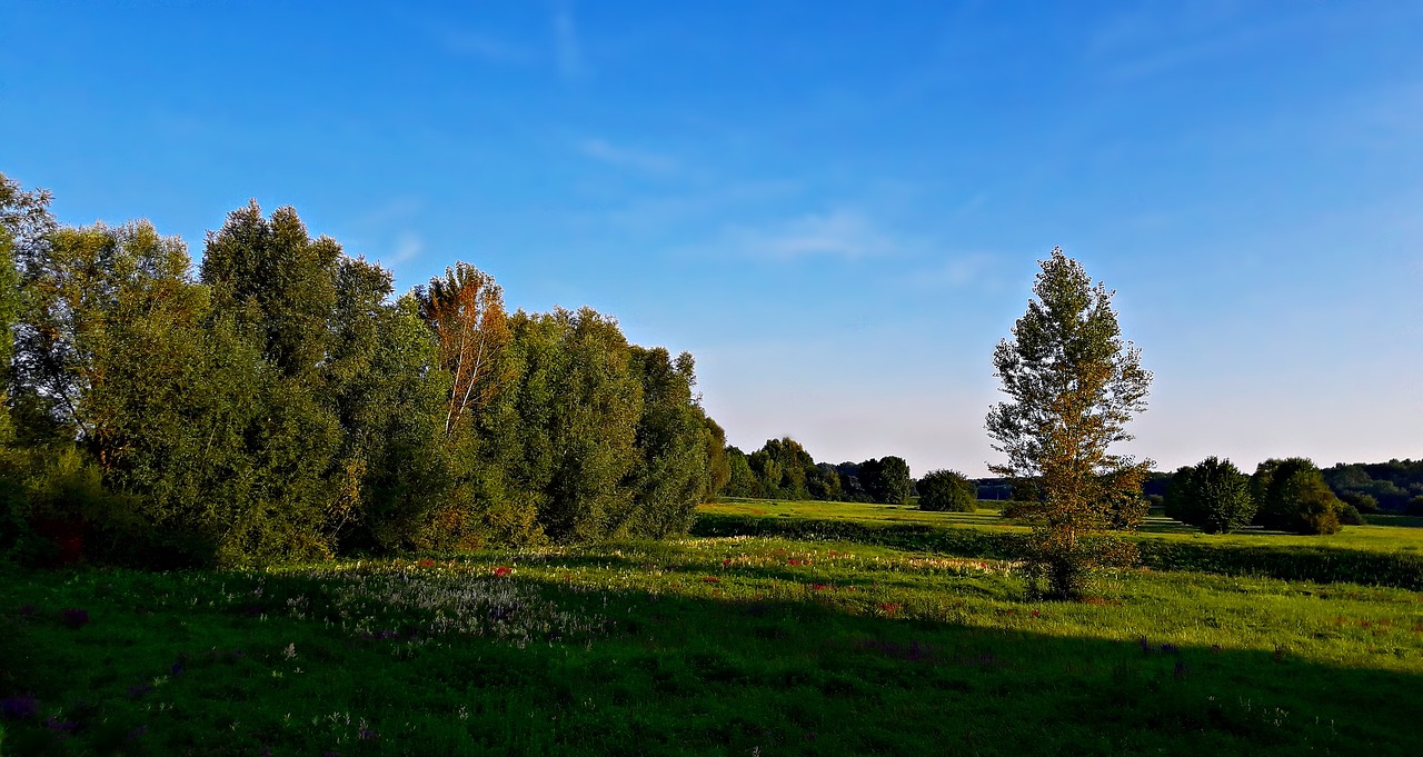 landscape field meadow free photo