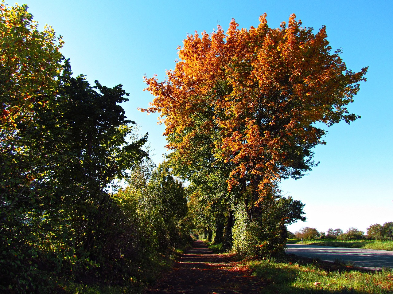 landscape autumn autumn gold free photo