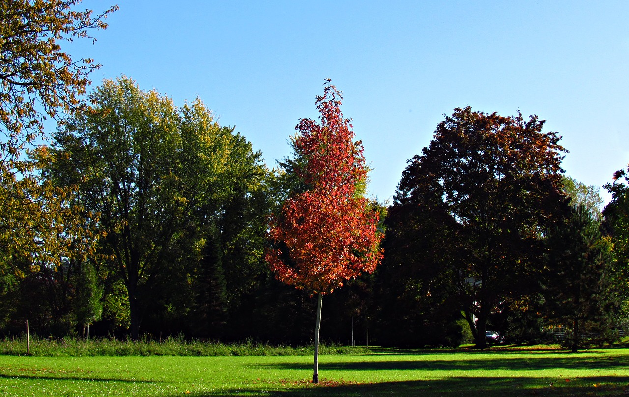 landscape autumn autumn gold free photo