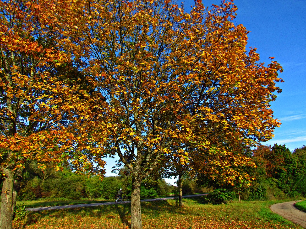 landscape autumn autumn gold free photo