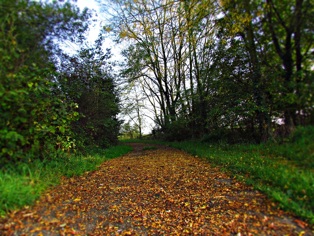 landscape autumn autumn gold free photo