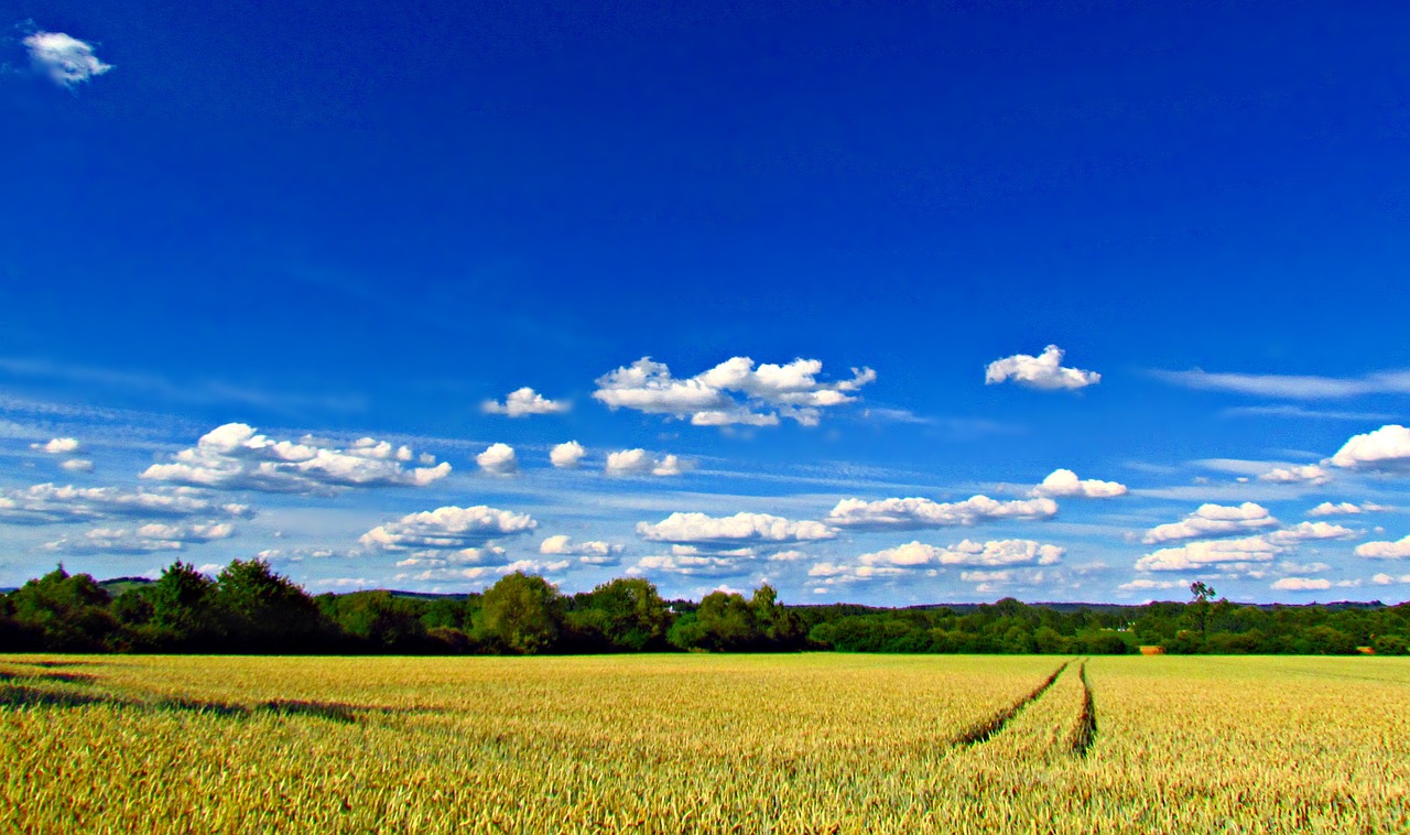 landscape field corn free photo