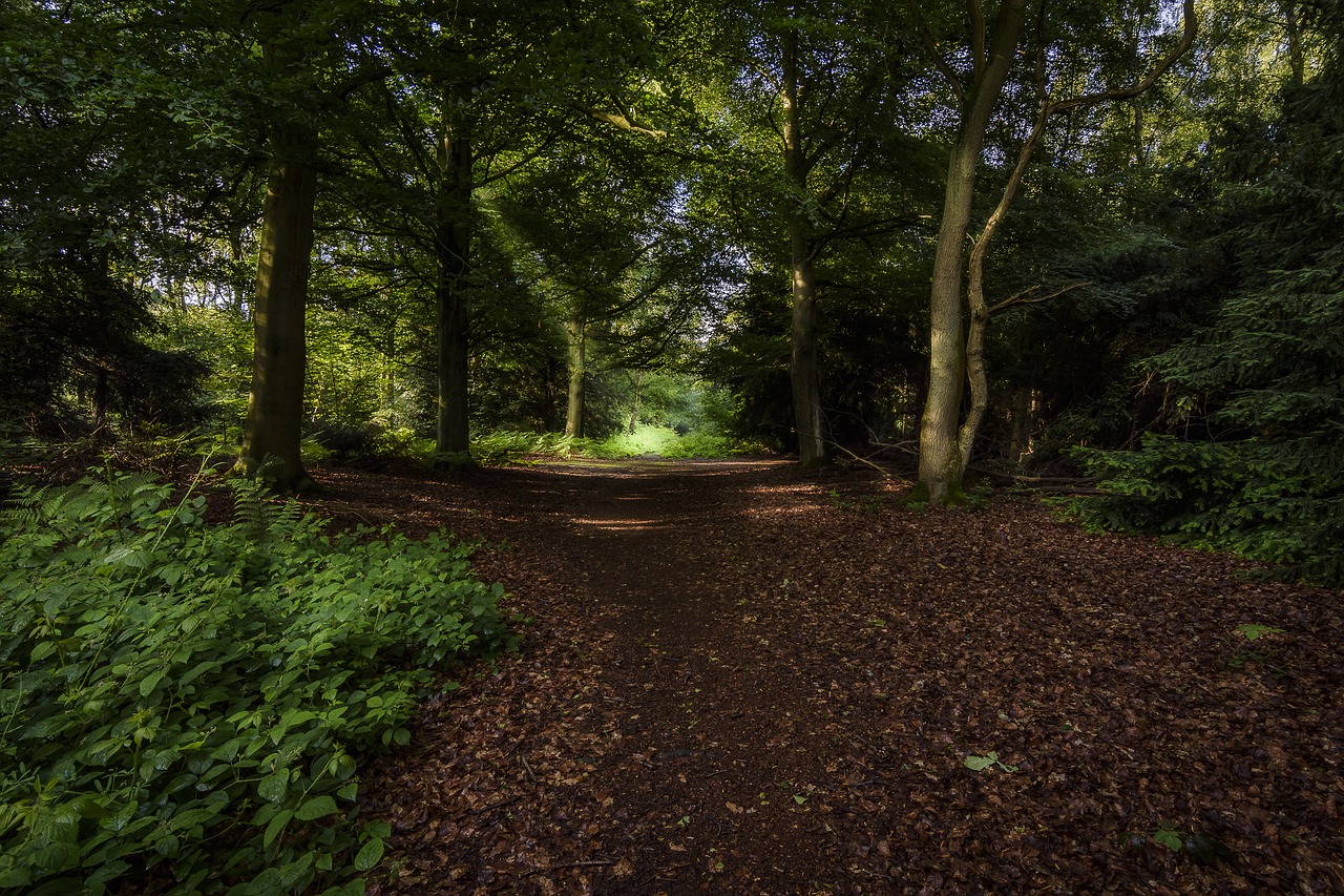 landscape forest trees free photo