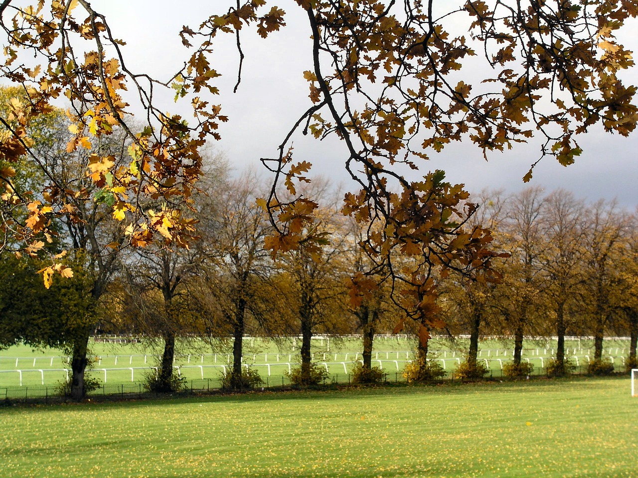 landscape trees row free photo