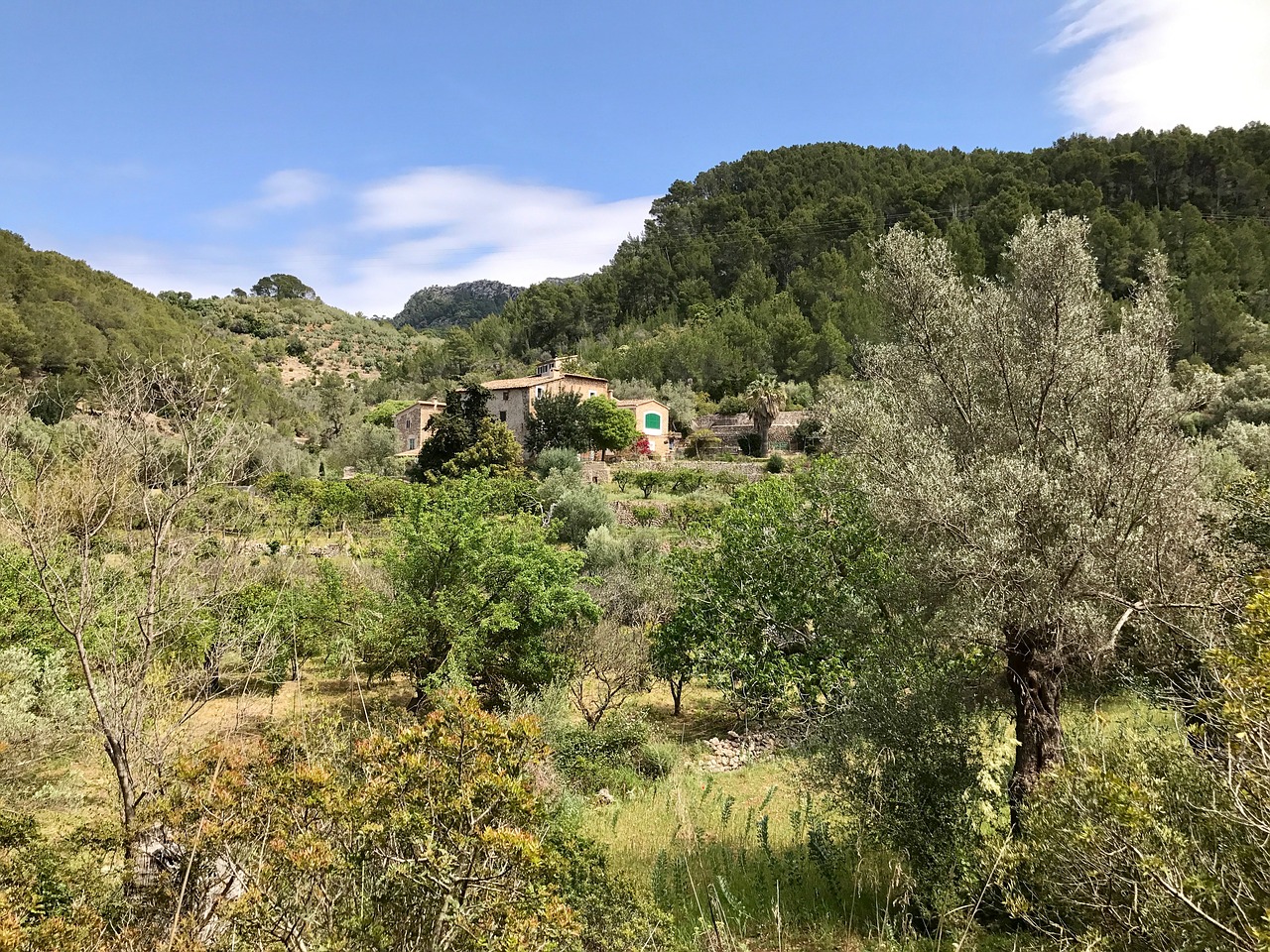 landscape mallorca forest free photo