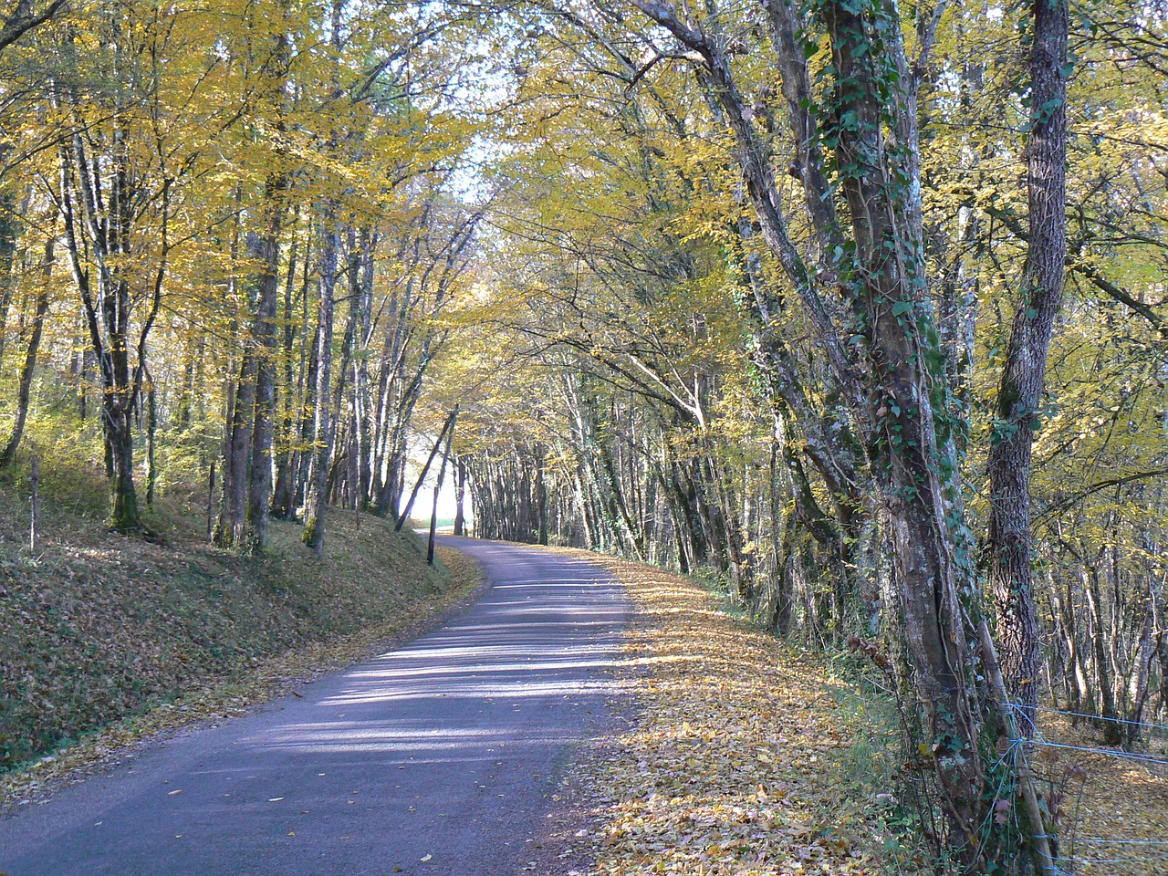 landscape fall road free photo