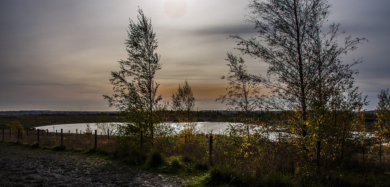 landscape pond tree free photo