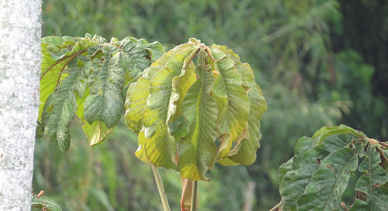 landscape tree leaves free photo