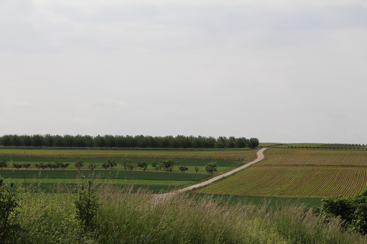 landscape vines nature free photo