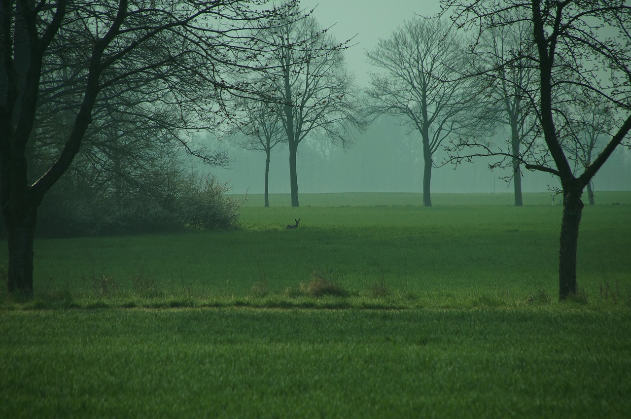 landscape meadow roe deer free photo