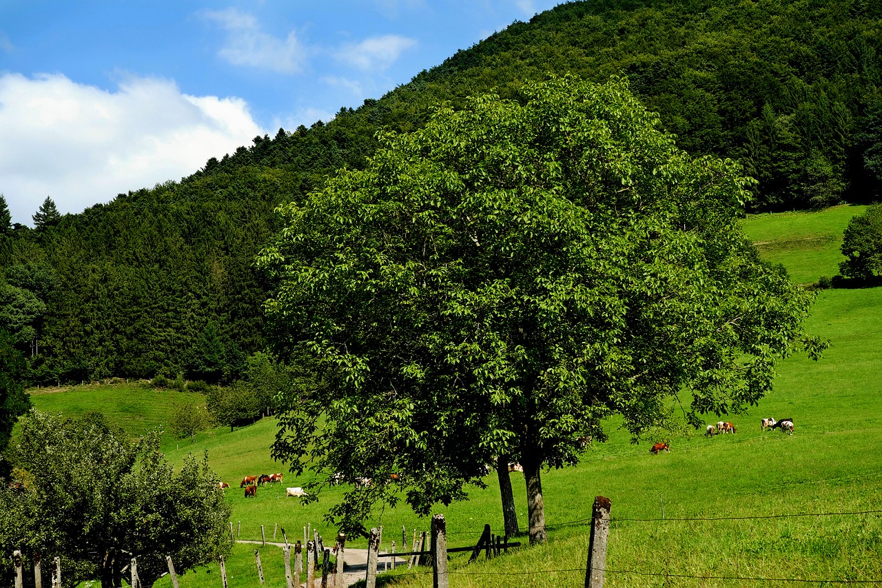 landscape summer pasture free photo