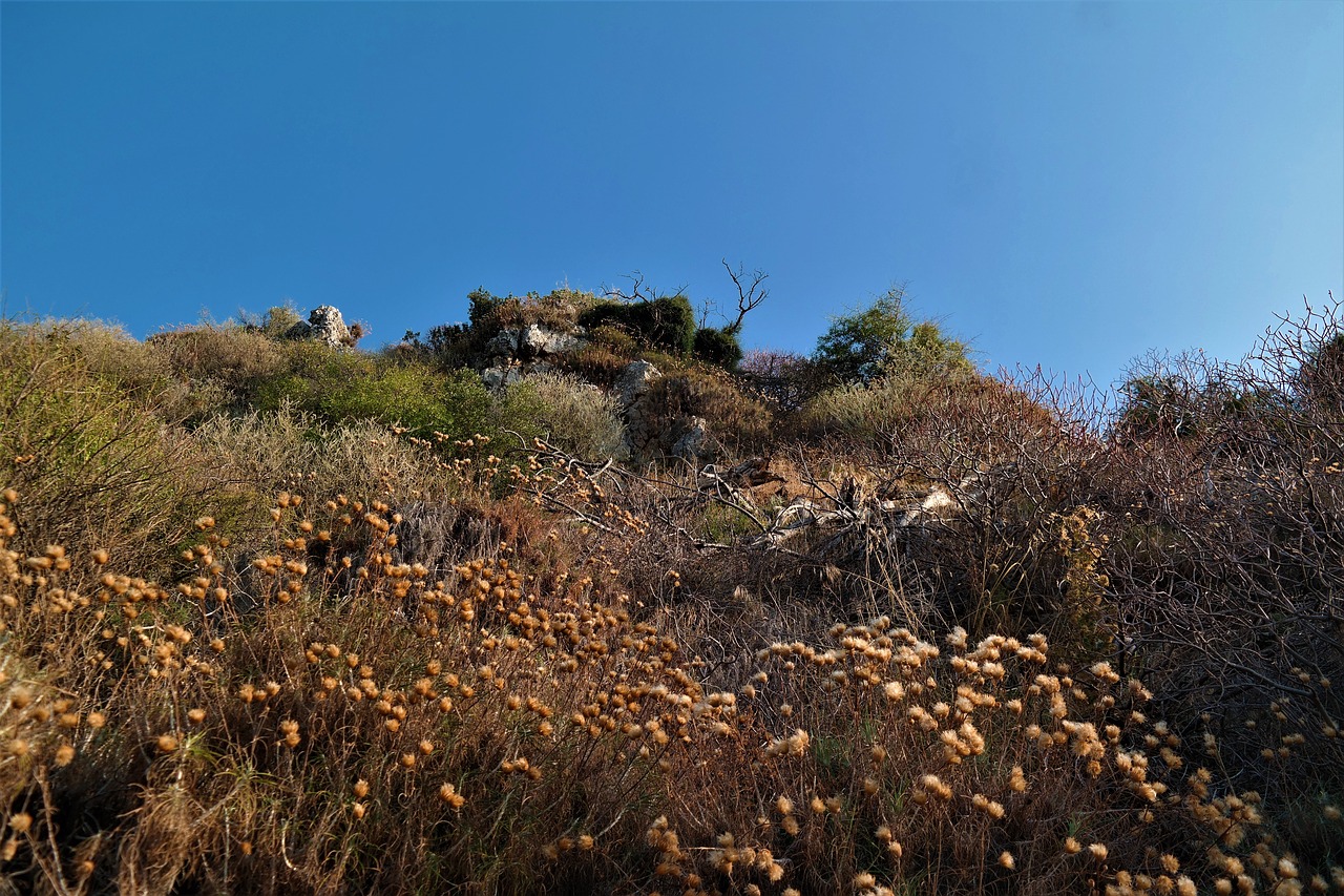 landscape plant sky free photo