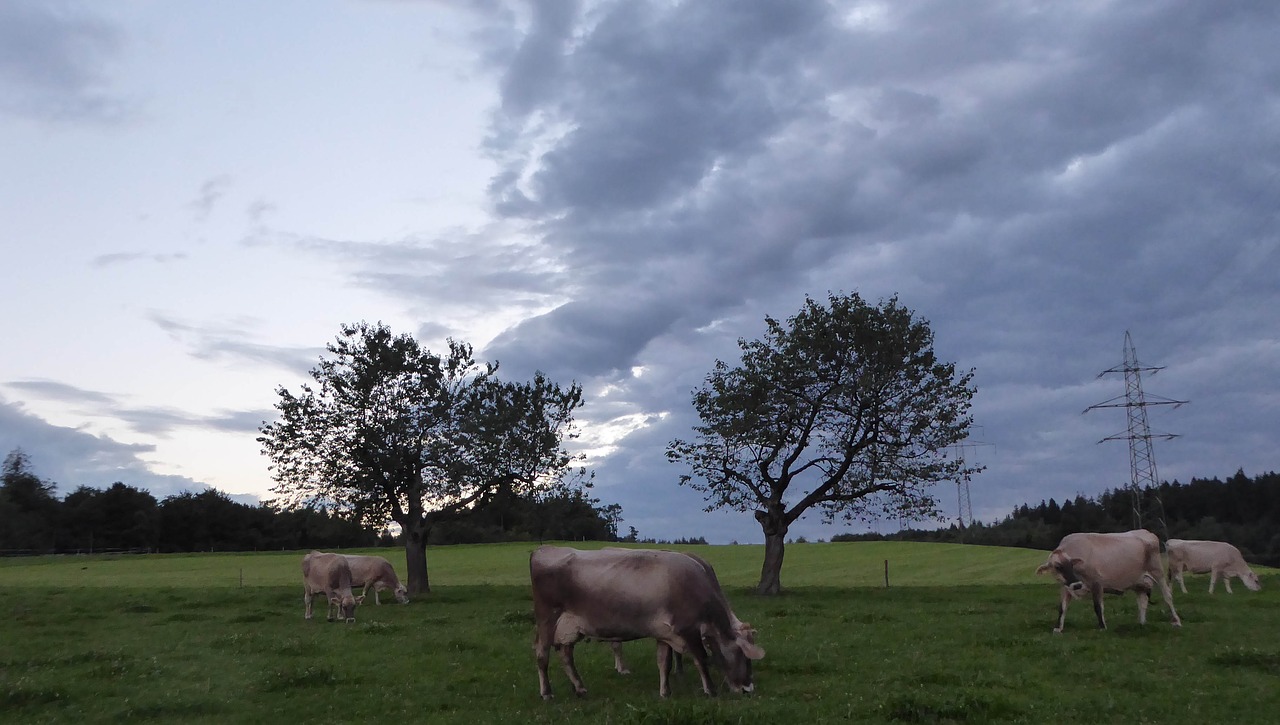 landscape animals evening free photo