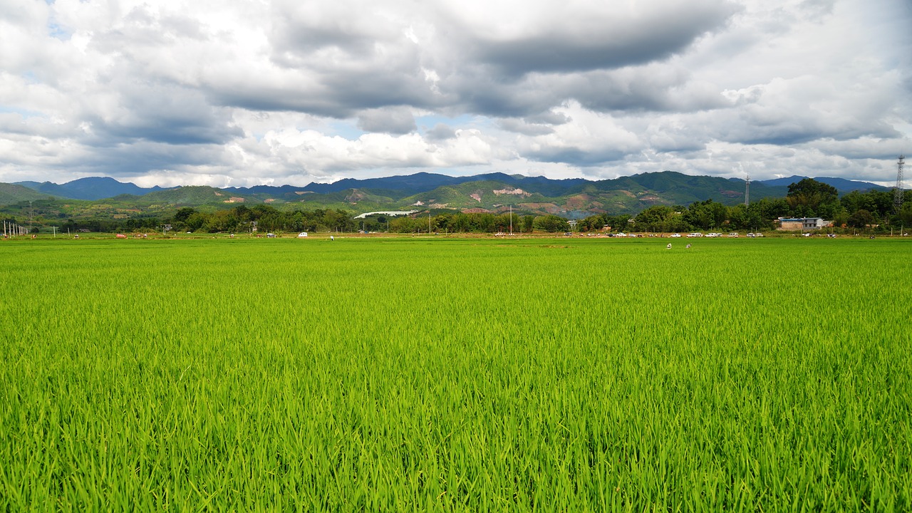 landscape paddy clouds free photo