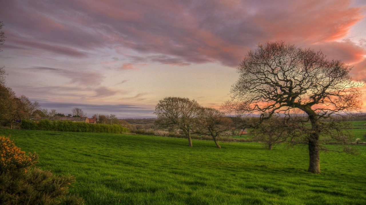 landscape tree dawn free photo