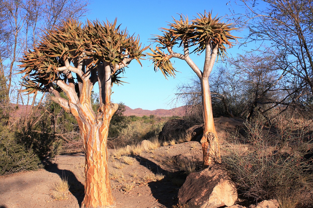 landscape plant nature free photo