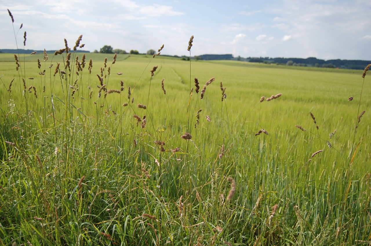 landscape field game grass free photo