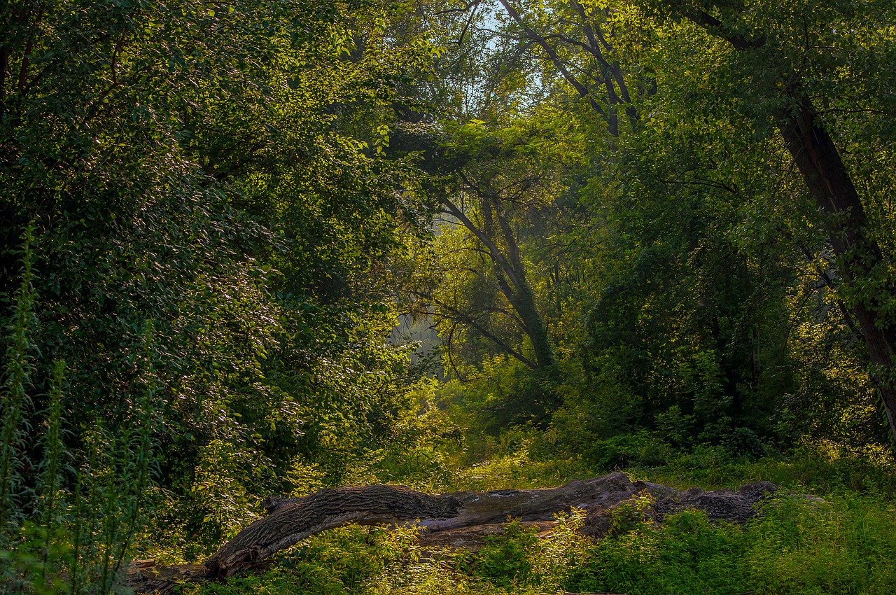 landscape balance beam forest free photo