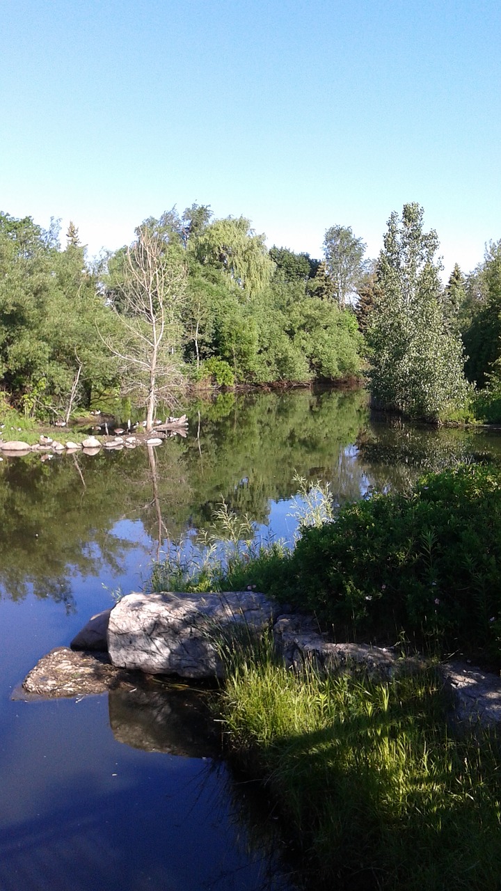 landscape trees pond free photo