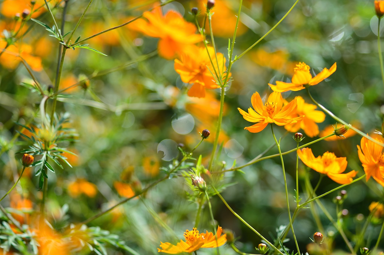 landscape plant flowers free photo