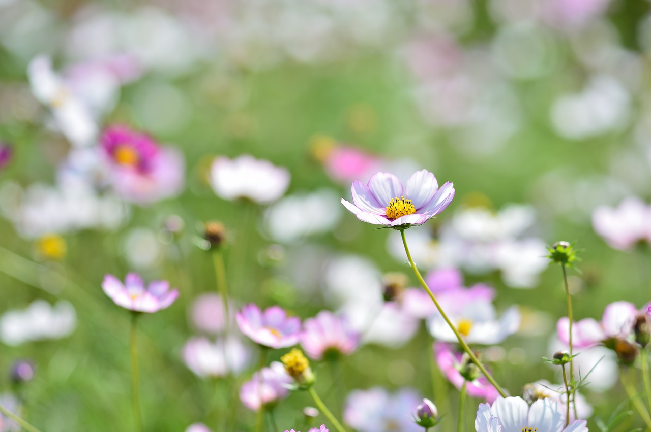 landscape plant flowers free photo