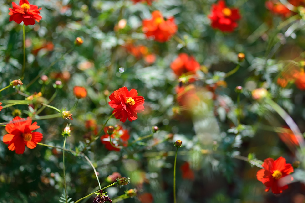 landscape plant flowers free photo