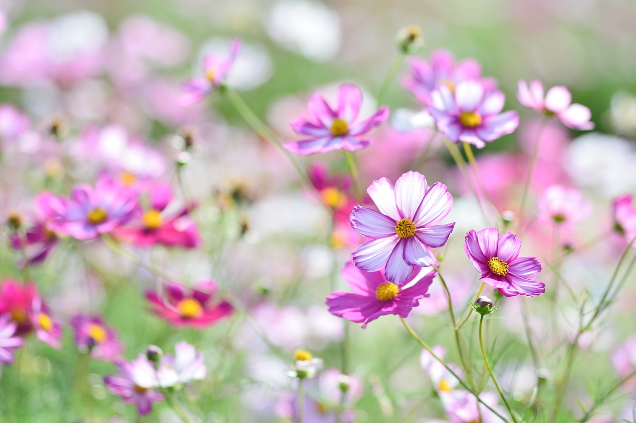 landscape plant flowers free photo