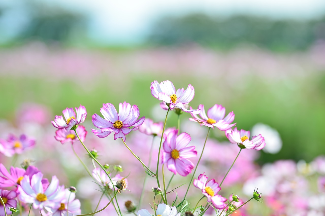 landscape plant flowers free photo