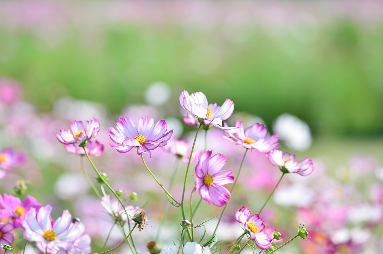 landscape plant flowers free photo