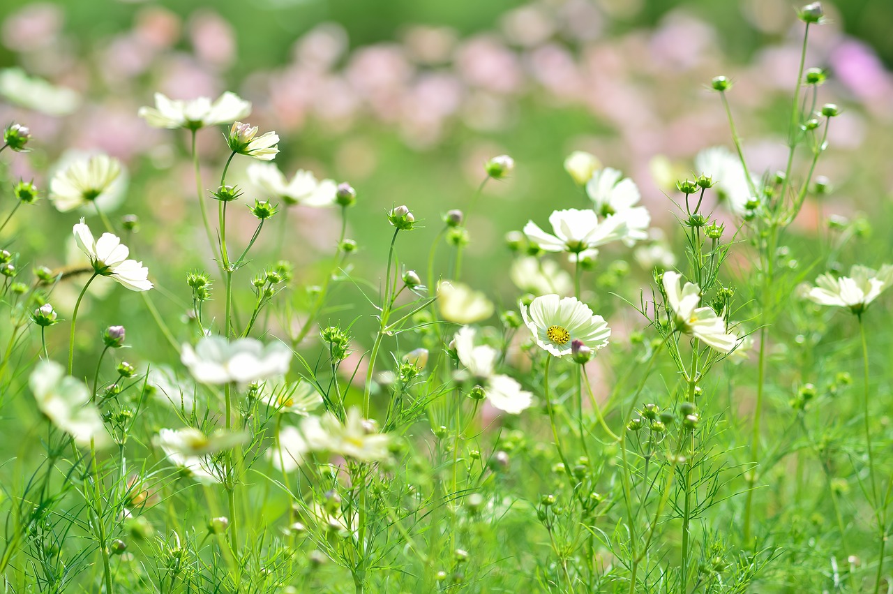 landscape plant flowers free photo