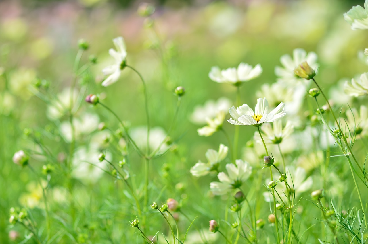 landscape plant flowers free photo