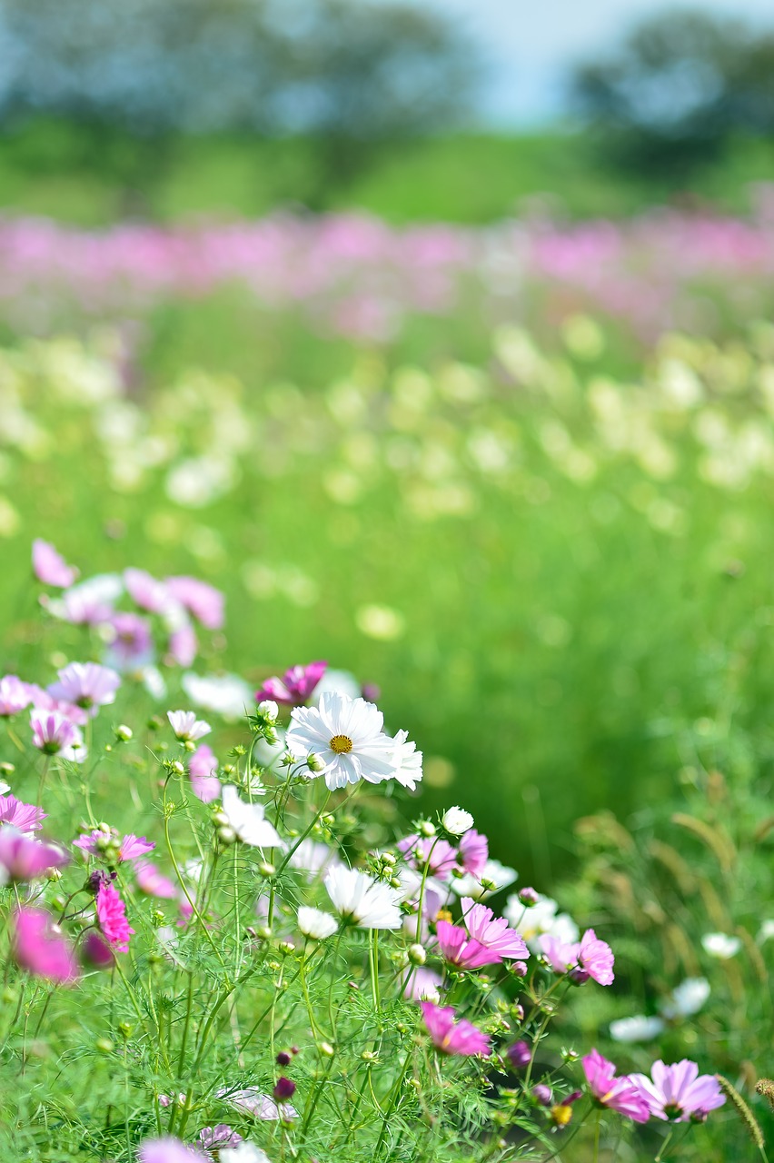 landscape plant flowers free photo