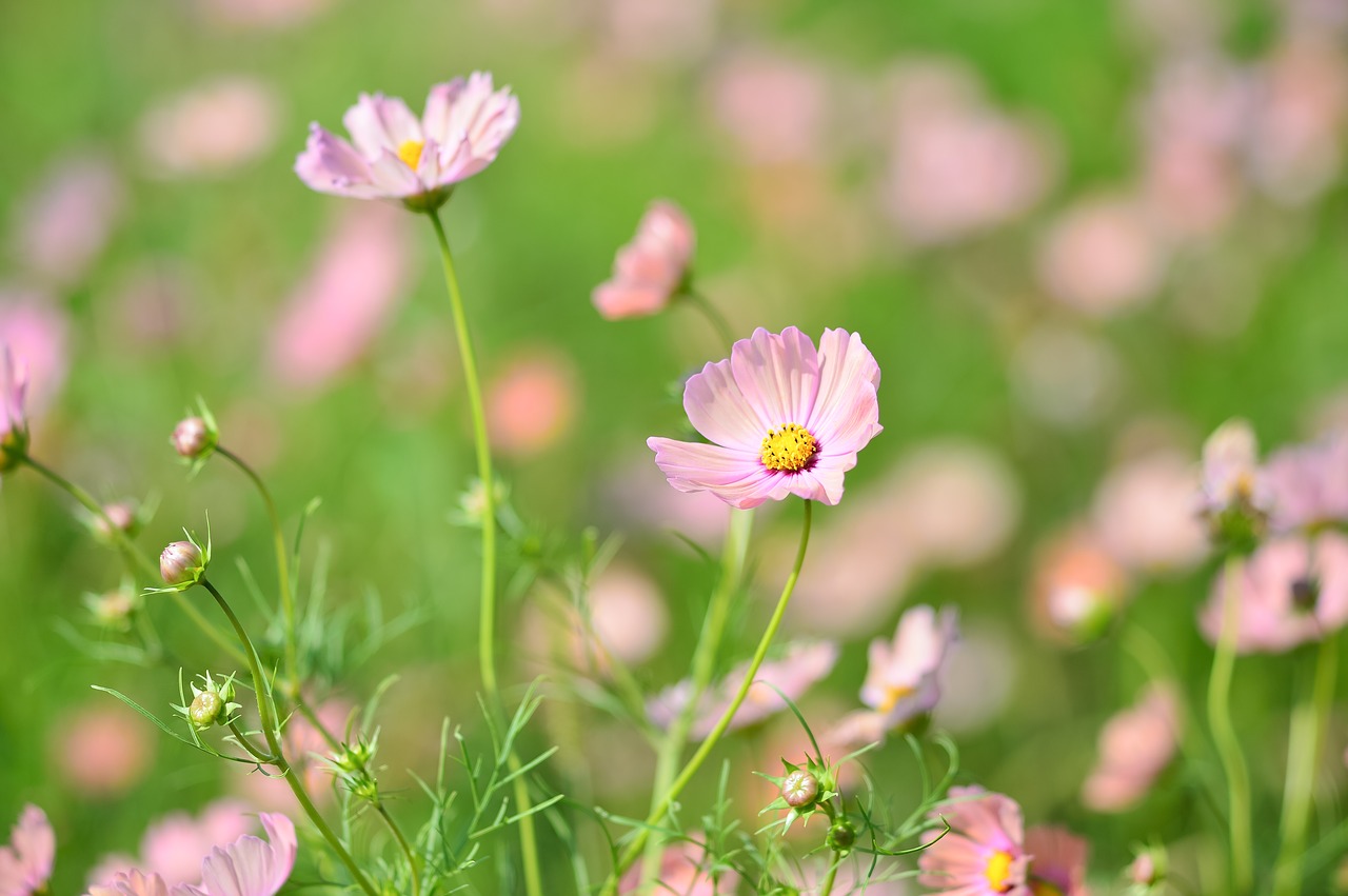 landscape plant flowers free photo