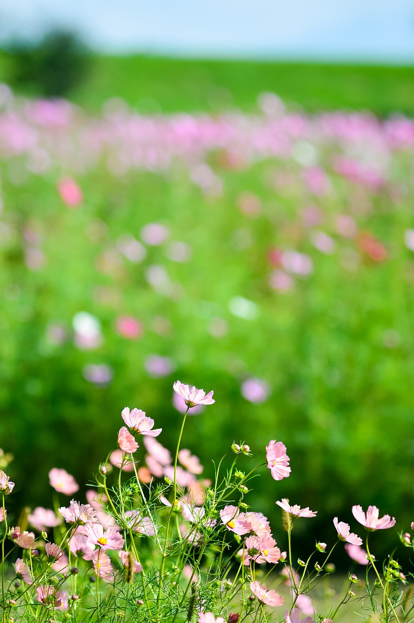 landscape plant flowers free photo