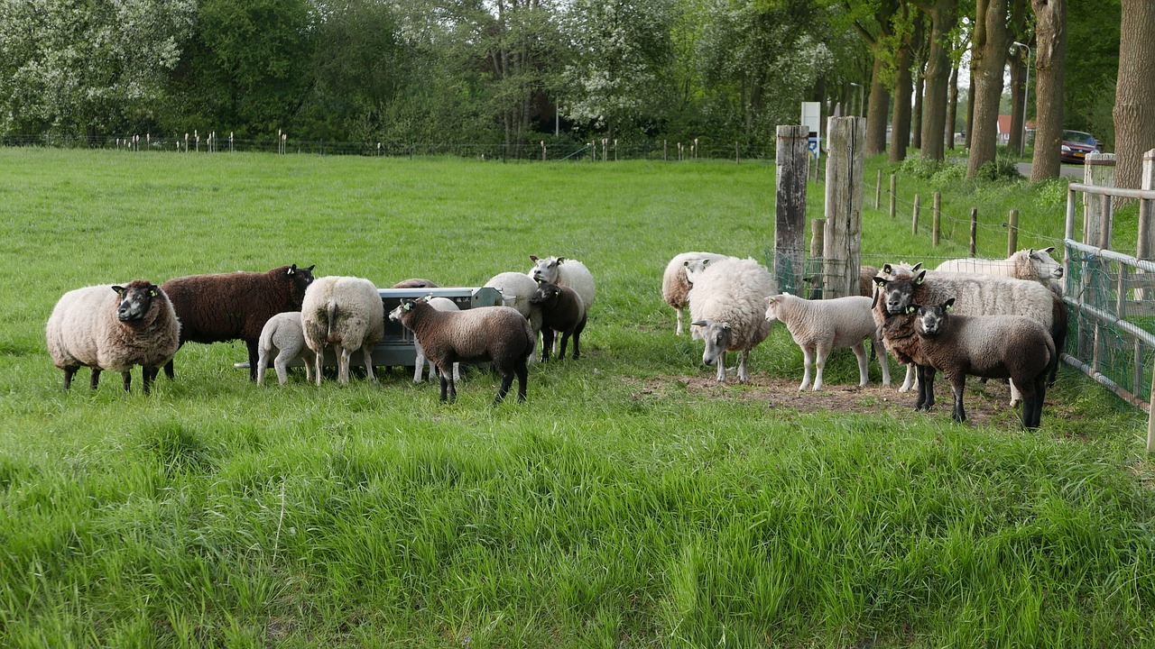 landscape nature pasture free photo