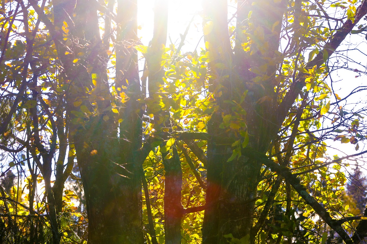 landscape trees nature free photo