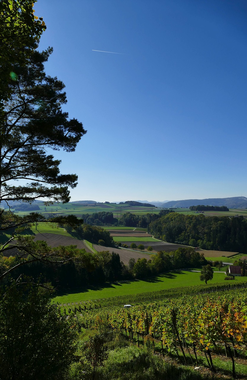 landscape nature vines free photo