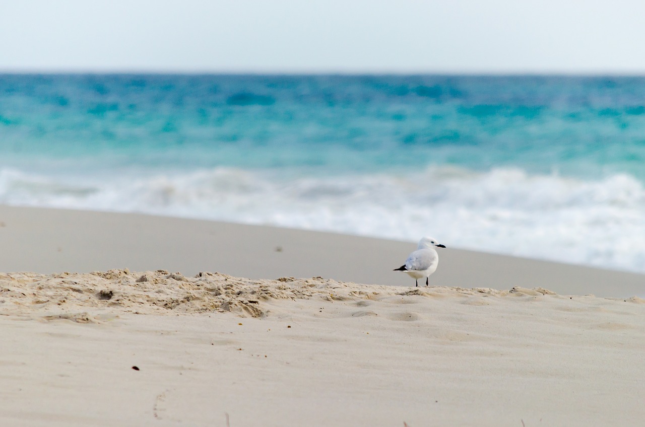 landscape seascape nature free photo