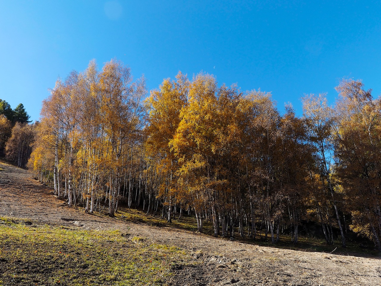 landscape grove trees free photo