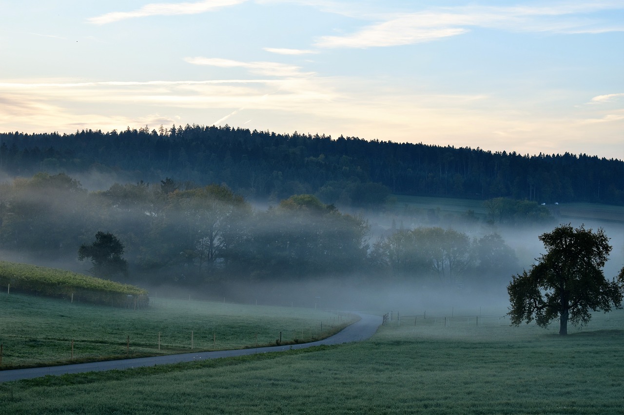 landscape fog morning free photo