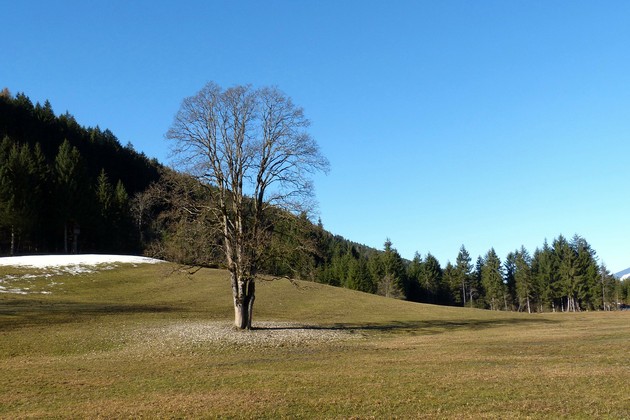 landscape maple tree free photo