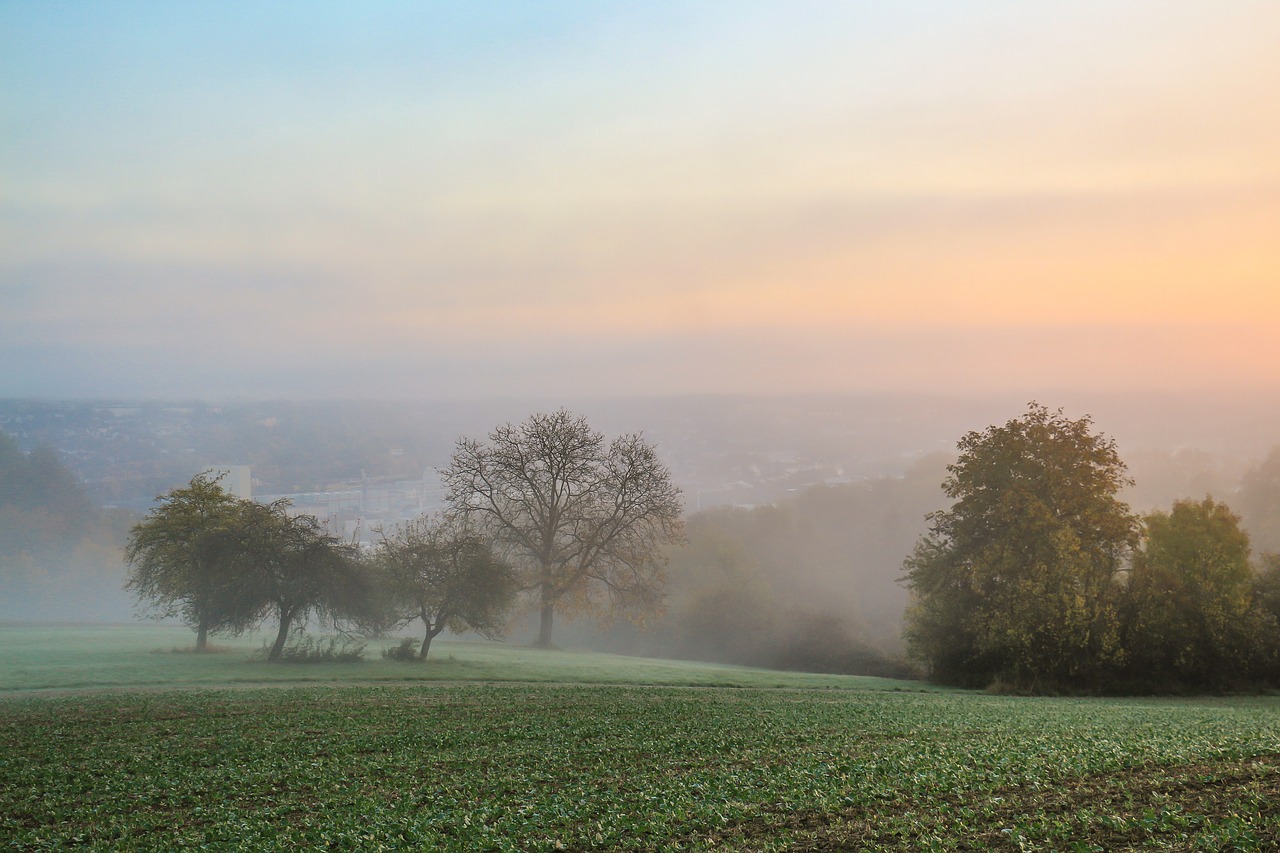 landscape trees fog free photo