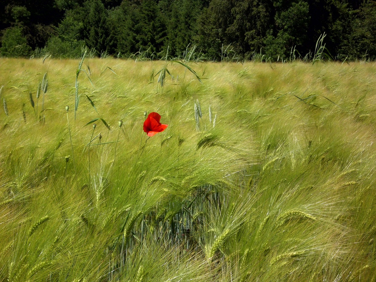 landscape nature cereals free photo