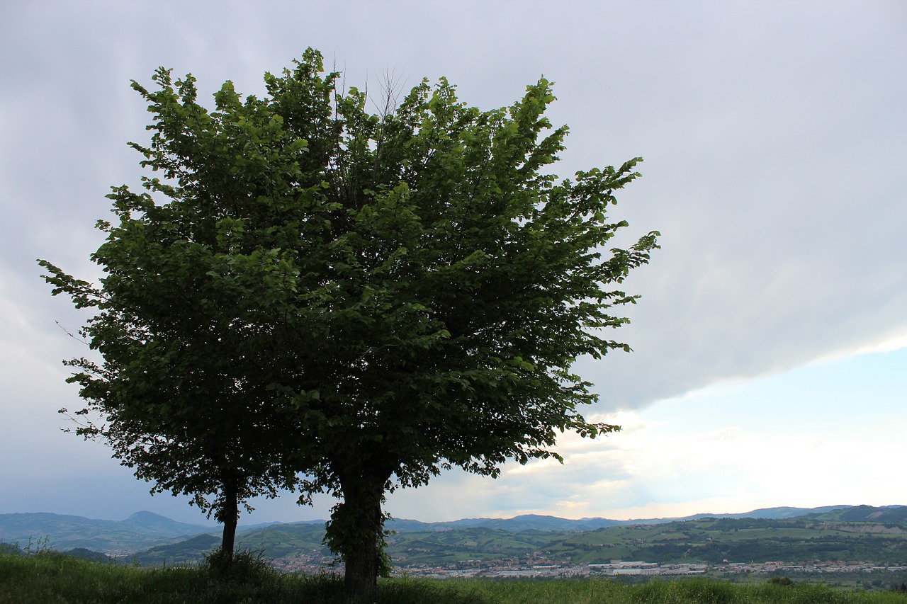 landscape tree clouds free photo